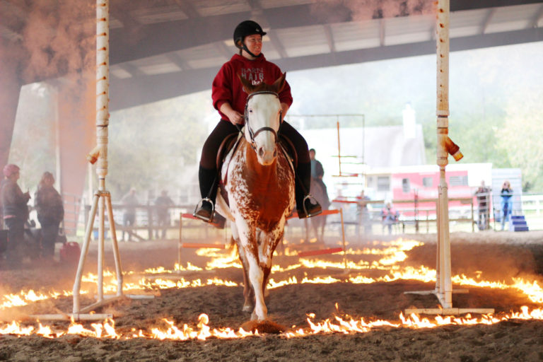 Free Spirit Farm | Horse Riding & Boarding Facility